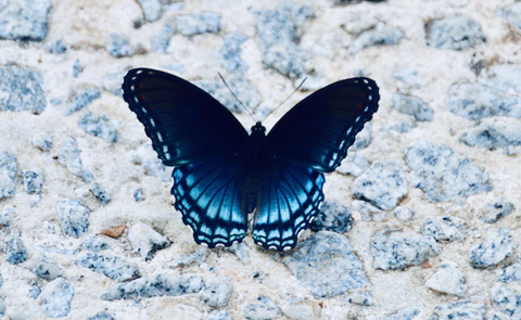 Hiệu ứng cánh bướm - Lý thuyết hỗn loạn: Khi một hành động nhỏ có thể để lại hậu quả lớn hơn những gì bạn tưởng tượng