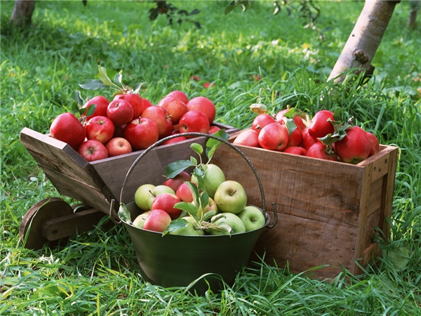 Lão khùng Akinori Kimura bỏ 20 năm để trồng táo: Phép màu giữa đời thường cho những ai không tin vào điều kì diệu