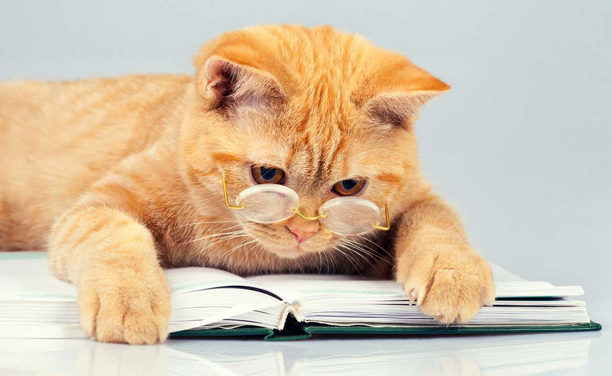 Những cuốn sách về mèo mà hội con sen không nên bỏ qua