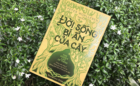 Những điều thú vị về rừng xanh