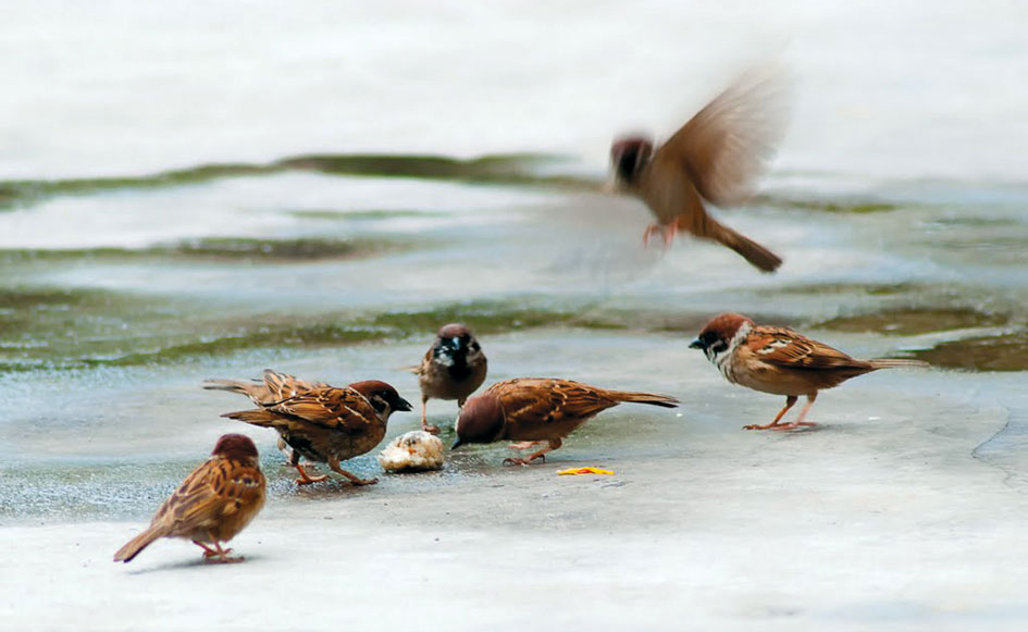 Câu chuyện ngụ ngôn dở dang về đàn chim sẻ