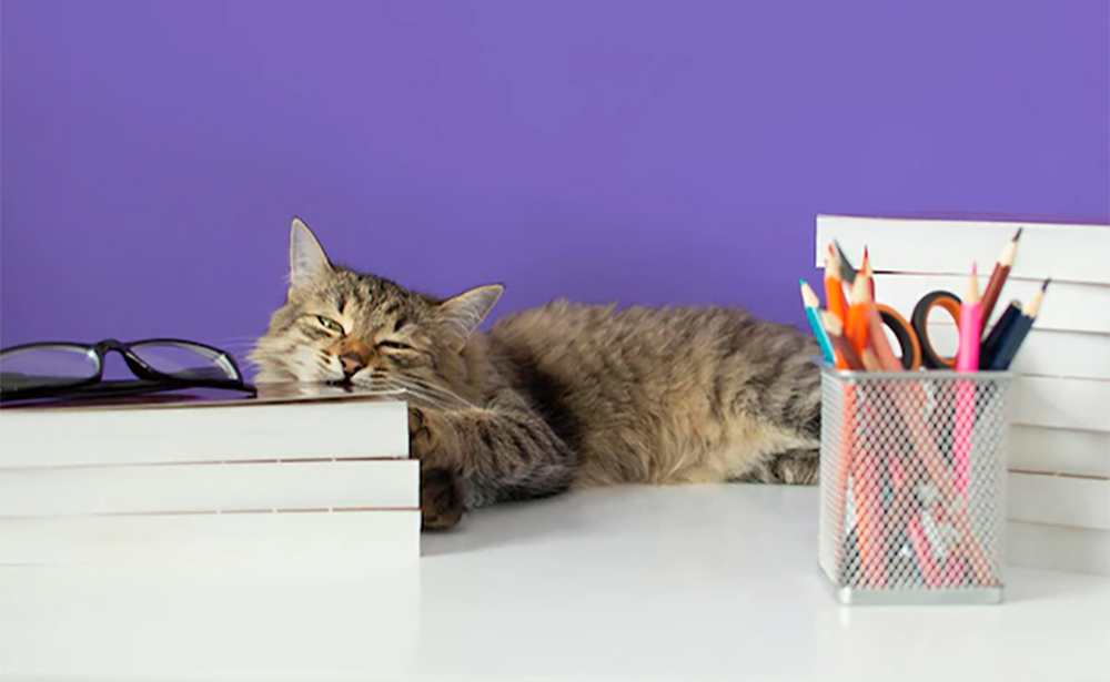 Đối với bạn chúng là vật nuôi, nhưng đối với chúng bạn là tất cả