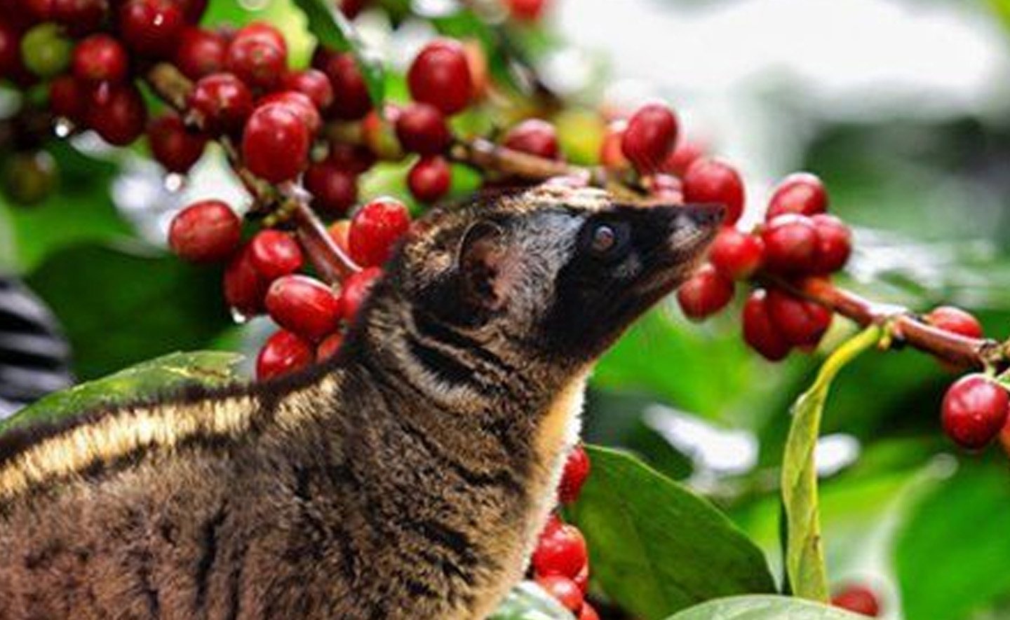 Tại sao người ta sẵn sàng trả hàng trăm đô-la cho khoảng 400g cà phê chồn?