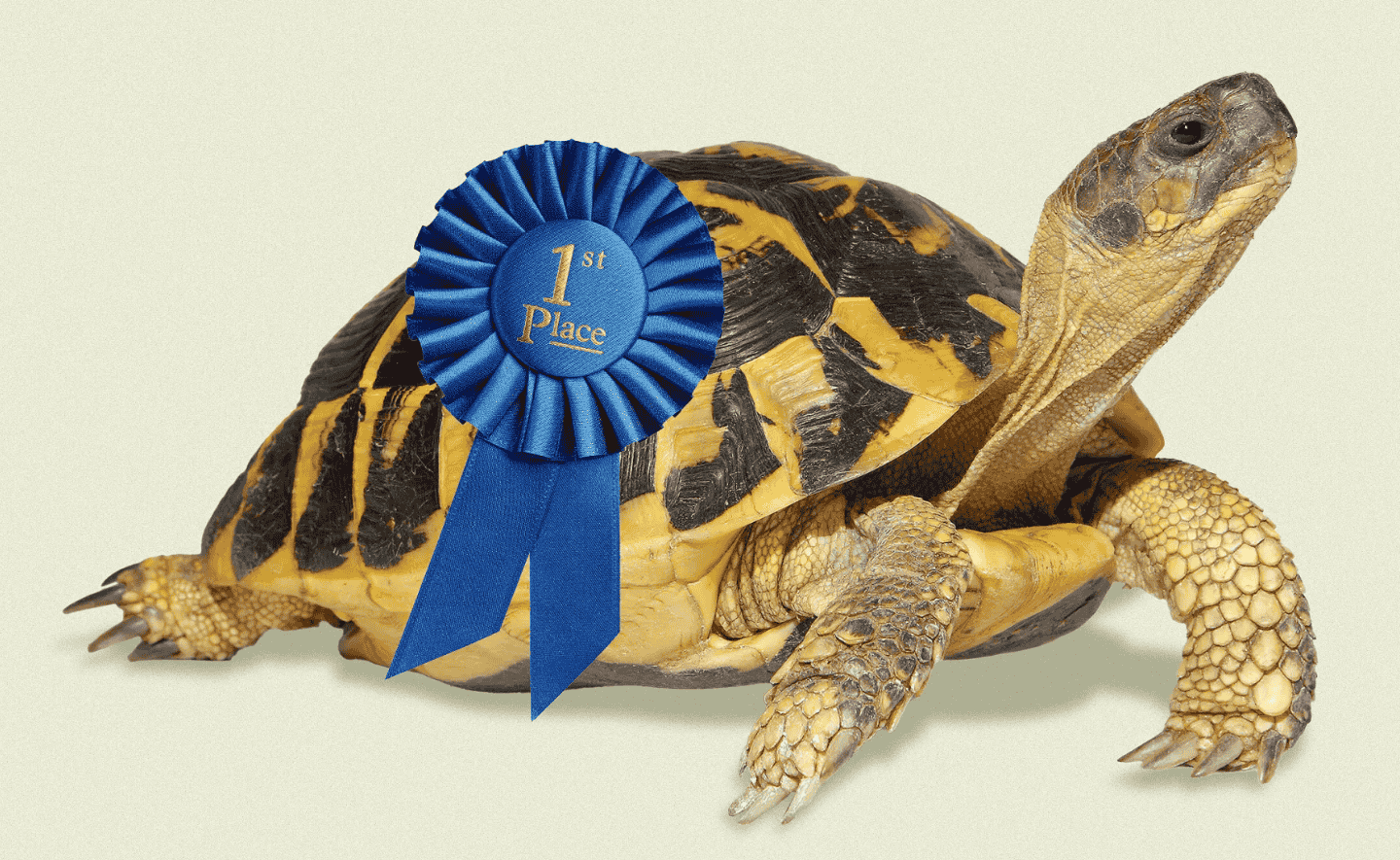 Sự tinh thông không đến từ phát hiện sớm - tuyển chọn - chuyên môn hóa: Một góc nhìn khác về tài năng và thời gian