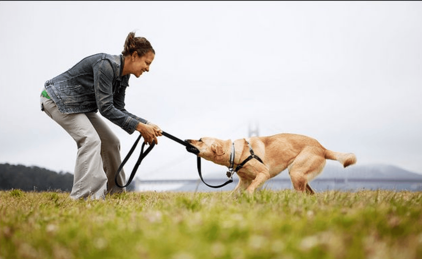 7 bước để đưa ra những quyết định tốt hơn trong cuộc sống: Hãy đối xử với cảm xúc như cách bạn đối xử với một con chó
