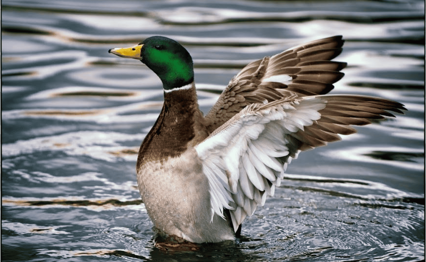 Hãy làm một con vịt thông minh: Giỏi 80% ở nhiều lĩnh vực, bạn sẽ có nhiều cơ hội hơn!