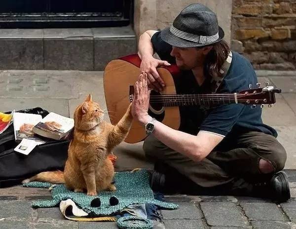 Bạn có tin một chú mèo có thể thay đổi đời mình?