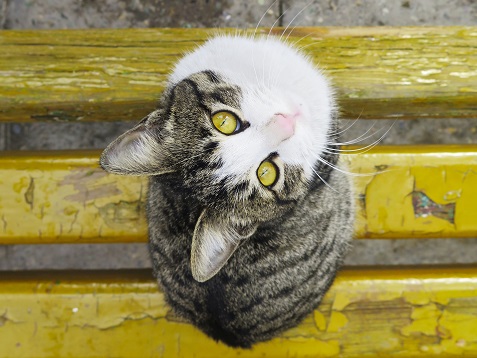 Con mèo triệu kiếp: Sống một triệu lần cho một đời bùng cháy