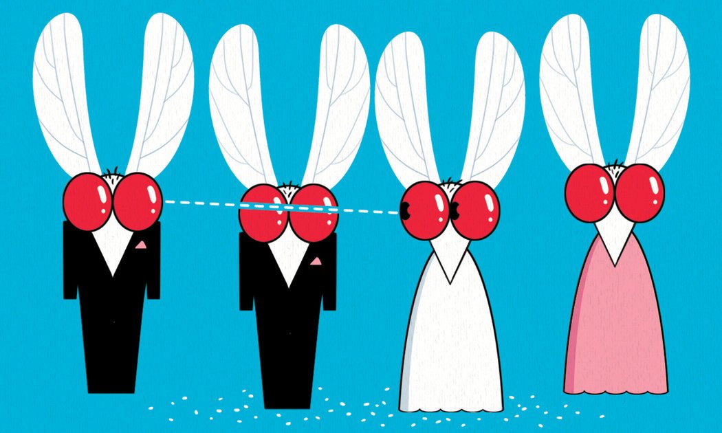 Bữa tiệc của Sự Sống và Cái Chết: Triết học về việc đập một con ruồi