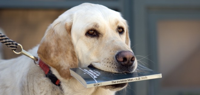 Nếu đã từng có một chú chó, bạn sẽ yêu những cuốn sách này