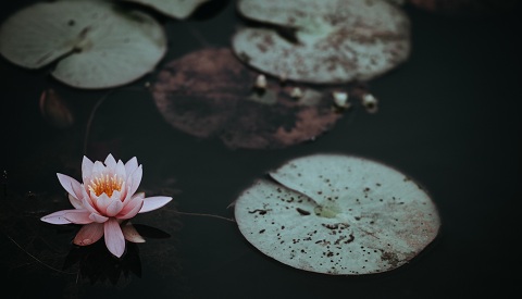 Có những vần thơ còn sót lại với đời...