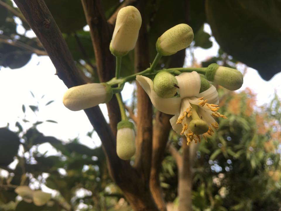 Hương bưởi và những ký ước tuổi thơ trong vườn xuân của ông Nội