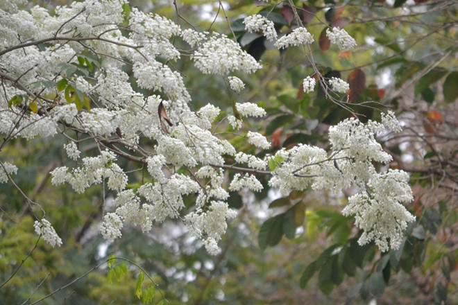 Ngắm chùm hoa sưa nhỏ, chợt thấy hư hao nỗi nhớ nhà