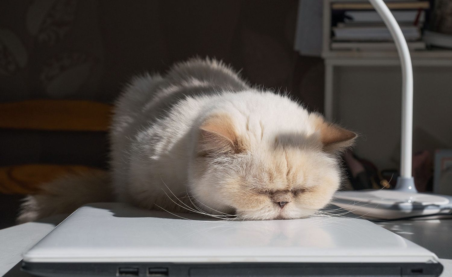 Sức mạnh của kawaii: Sự dễ thương ảnh hưởng đến chúng ta như thế nào?