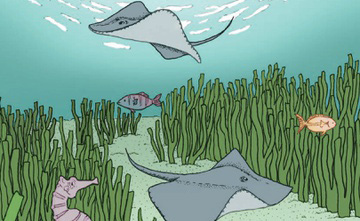 Những BÀI HỌC nhìn TỪ cuộc sống DƯỚI ĐẠI DƯƠNG